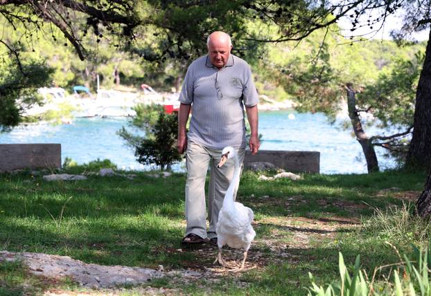 Gojko iz Jadrije spasio je život labudu, sad su nerazdvojni prijatelji