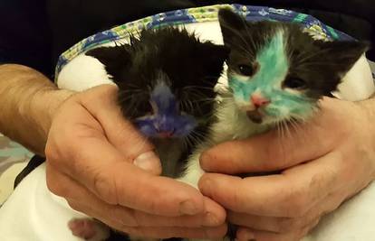 Brutalna okrutnost: Omamili mačiće pa ih obojali markerima