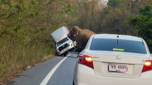 Furious wild elephant flips over pick-up truck because driver 'refused to wait for it to cross road'