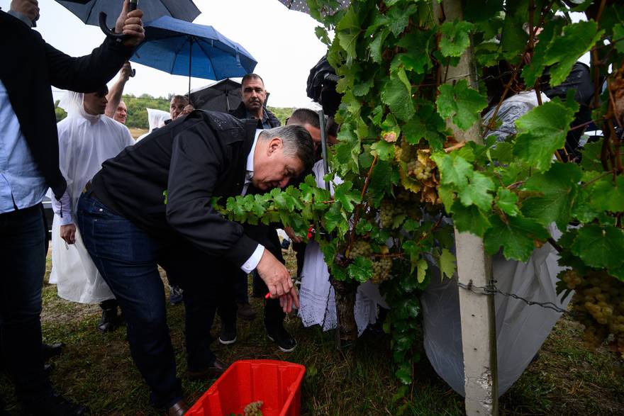 Jastrebarsko: Predsjednik Milanović sudjelovao u "Diplomatskoj berbi" u vinogradu obitelji Režek