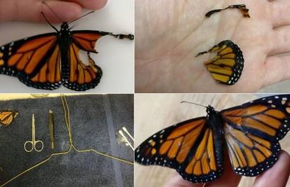 Leptiru oštećenog krila izradila protezu kako bi mogao letjeti