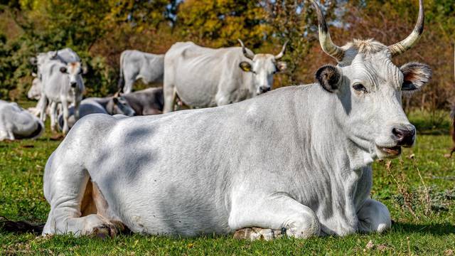 Lanišće: Autohtono istarsko govedo boškarin na ispaši