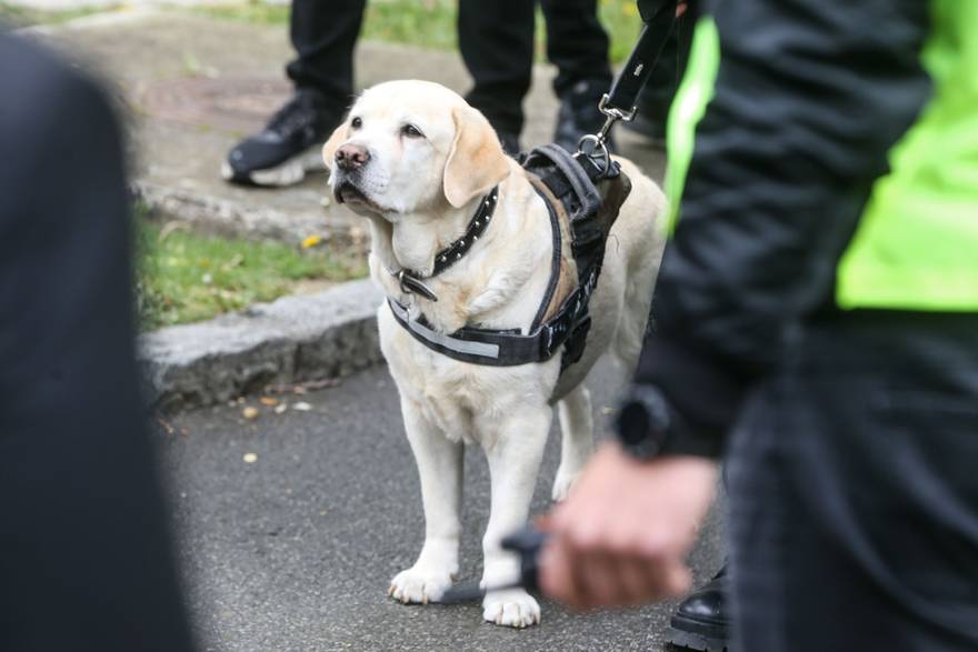 Labradorica Du&scaron;ka Vujo&scaron;evi&cacute;a dirnula sve: Tu&zcaron;nim pogledom ispratila ga je na po&ccaron;inak