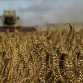 Trgovci: Egipat kupio pola milijuna tona ruske pšenice