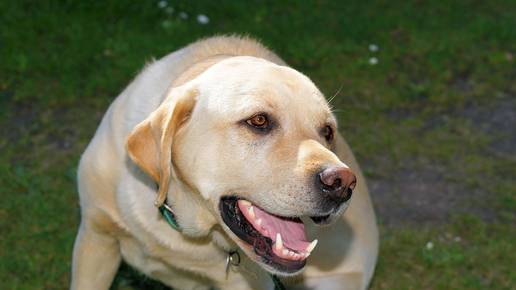 iz koje zemlje je pas labrador