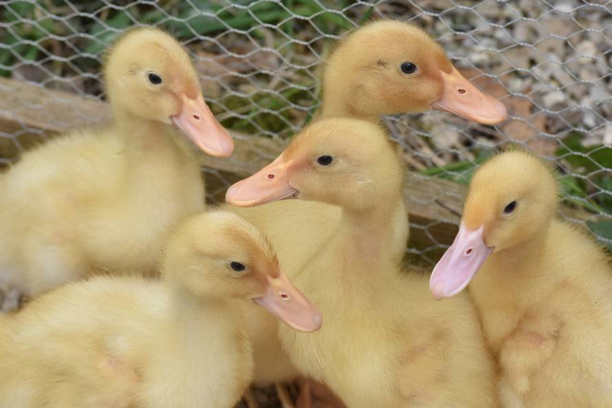 Kupila patke i spasila ih od lonca, a čuvaju ih psi iz azila
