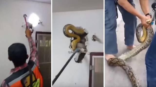 Čuo lupanje u zidu pa pozvao pomoć: Izvukli zmiju od 4,5 m