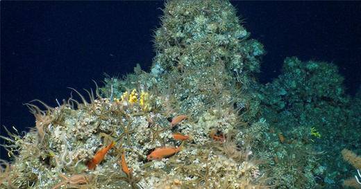 Galapagos ponovno iznenadio: Otkrili dosad nepoznat i potpuno očuvan koraljni greben