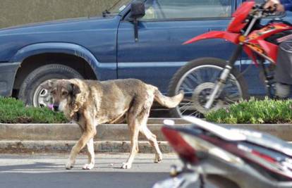 Vjerni pas vlasnika već pet godina čeka na istom mjestu