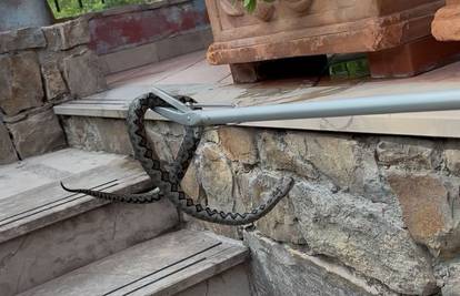Najezda zmija u Dalmaciji: Kraj kuće našli poskoka, paniku kod Imotskog izazvao kravosas