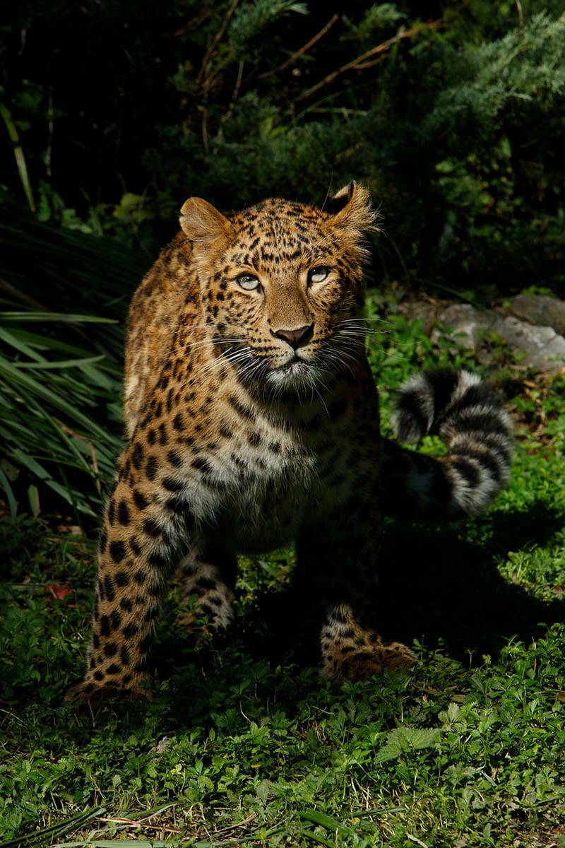 Leopardu Tadziku stigla 'cura' iz Austrije: 'Skroz se zatelebao'