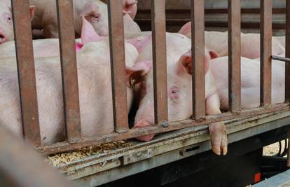 Srbija: Zbog afričke svinjske kuge eutanazirali 20.000 svinja