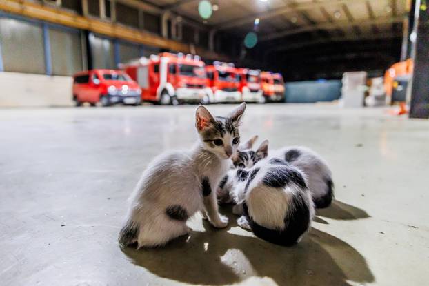 Vrgorac: Vatrogasci spasili 4 mačiča iz šahta gdje su ih pronašli ostavljene