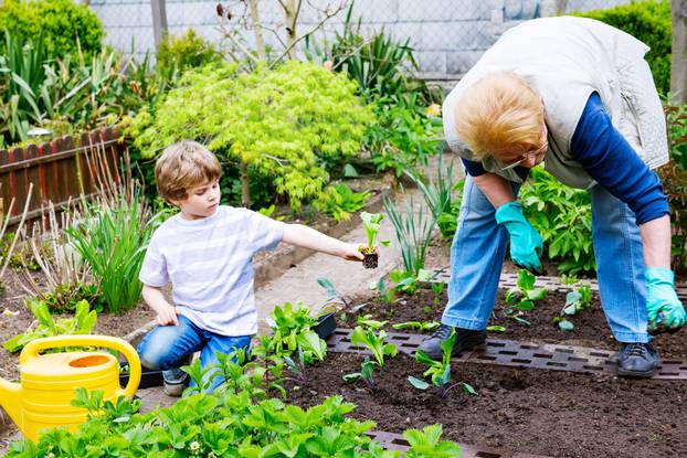 Cute,Little,Preschool,Kid,Boy,And,Grandmother,Planting,Green,Salad