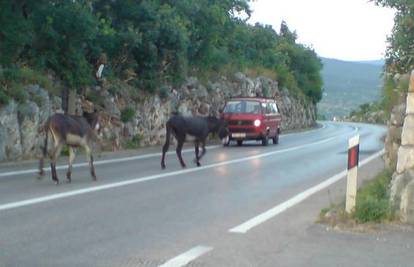 Dva magarca na magistrali lovila crtu po sredini ceste