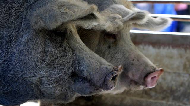 Turopolje: Zbog sumnje na brucelozu eutanazirane turopoljske svinje