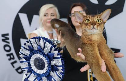 Velika izložba mačaka ovog vikenda u Zagrebu! Održat će se i posebna modna revija mačaka