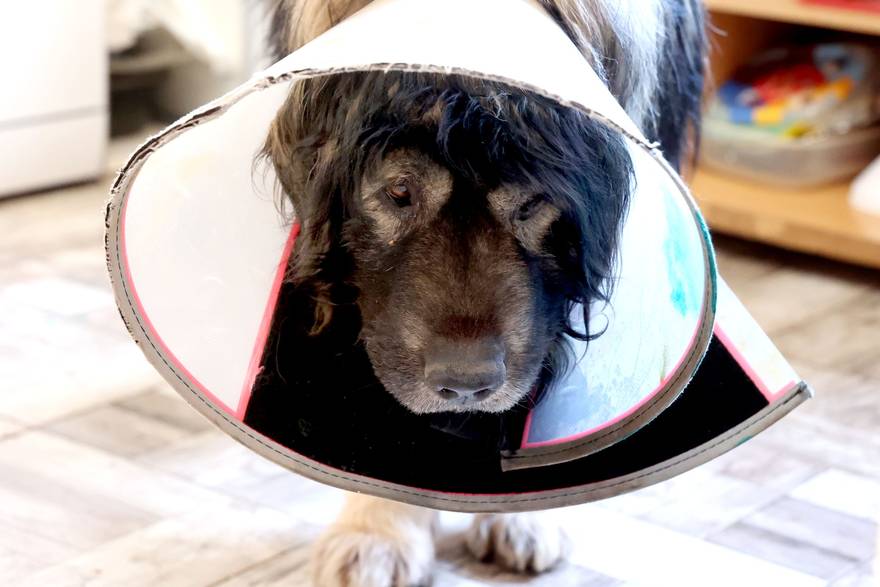 Pas Shadow heroj je Kistanja: 'Stado su napali vukovi, izgrizli su ga, ali je on spasio ovce...'