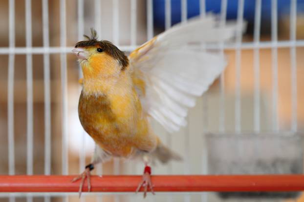 Zagreb: Njema?ki kukmasti kanarinac