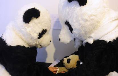 Znanstvenici obučeni u pande pripremaju mlade za divljinu  