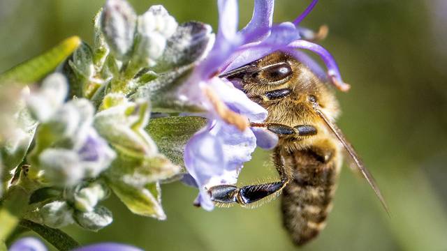 Pula: Procvjetale biljke privukle pčele i bumbare