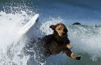 Atrakcija na plaži: Jazavčar Basil obožava surfati