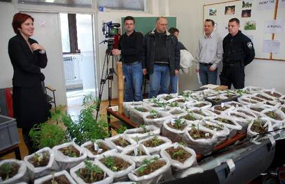 Varaždin: U laboratoriju su uzgajali GMO marihuanu