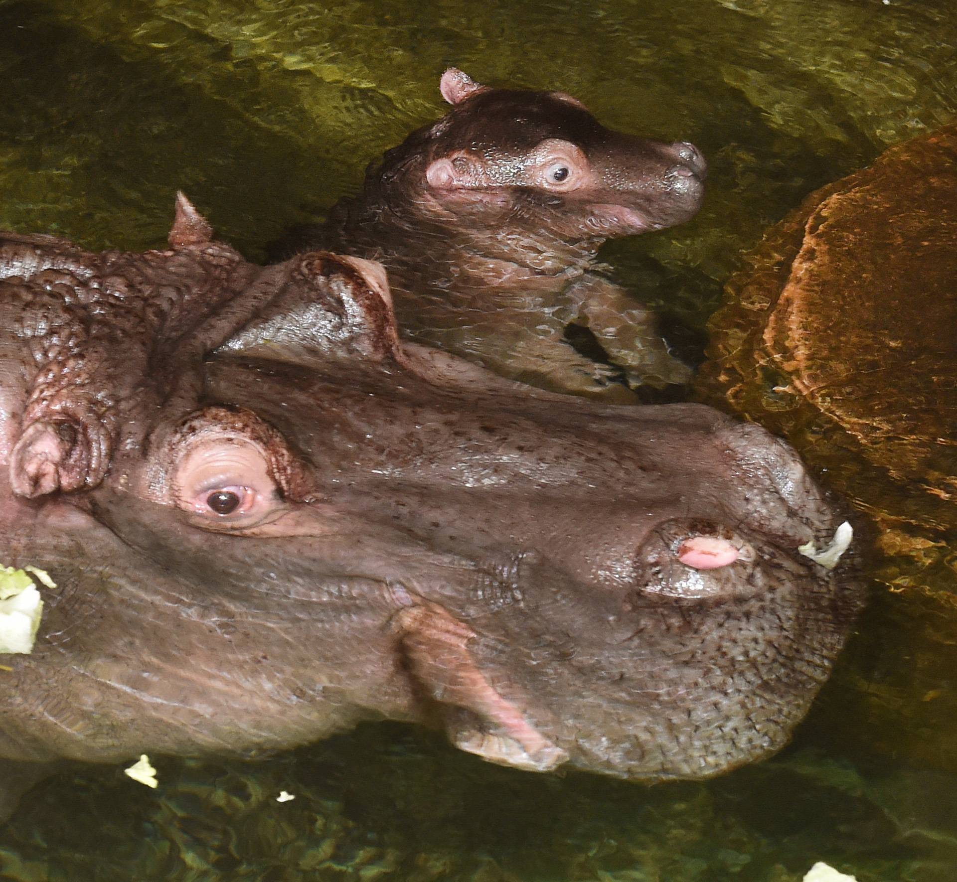 Baby hippo at Hanover zoo