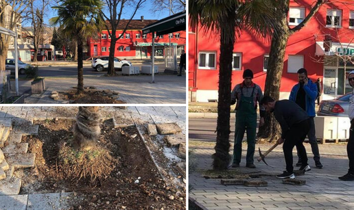 Bizarne scene u Mostaru: Htjeli prodati gradsku palmu preko oglasnika, krenuli je iskopavati