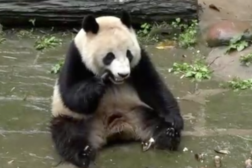 Velike pande napuštaju rodni grad i odlaze u SAD