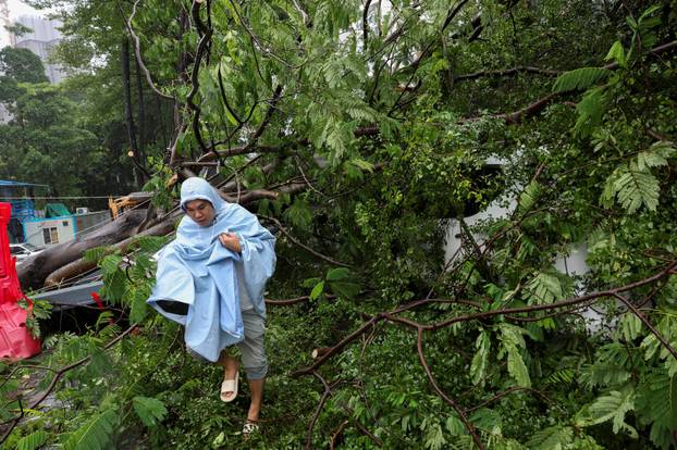A person walks by a fallen tree in the aftermath of Super Typhoon Ragasa, in Shenzhen