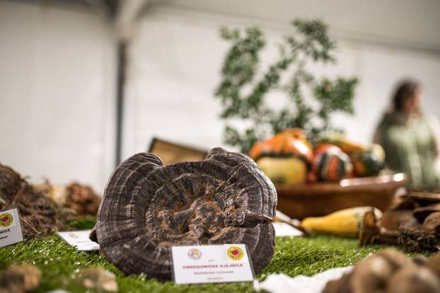 Održana 21. Bučijada i Sajam bučina ulja u Ivanić-Gradu