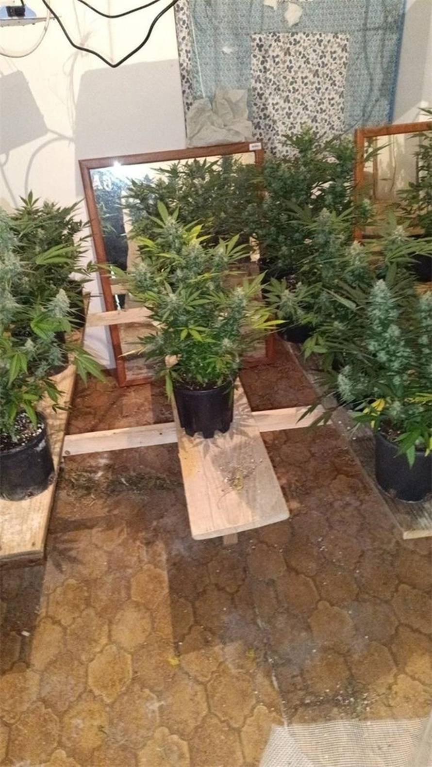 Kod Opatije policija upala u kuće: Našli 140 stabljika trave, 7 kila trave i brdo opreme...