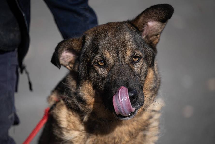 Zagreb: Priča o psima koji doniraju krv 