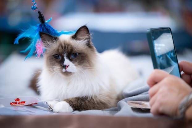 Zagreb: Drugi dan Međunarodne izložbe mačaka