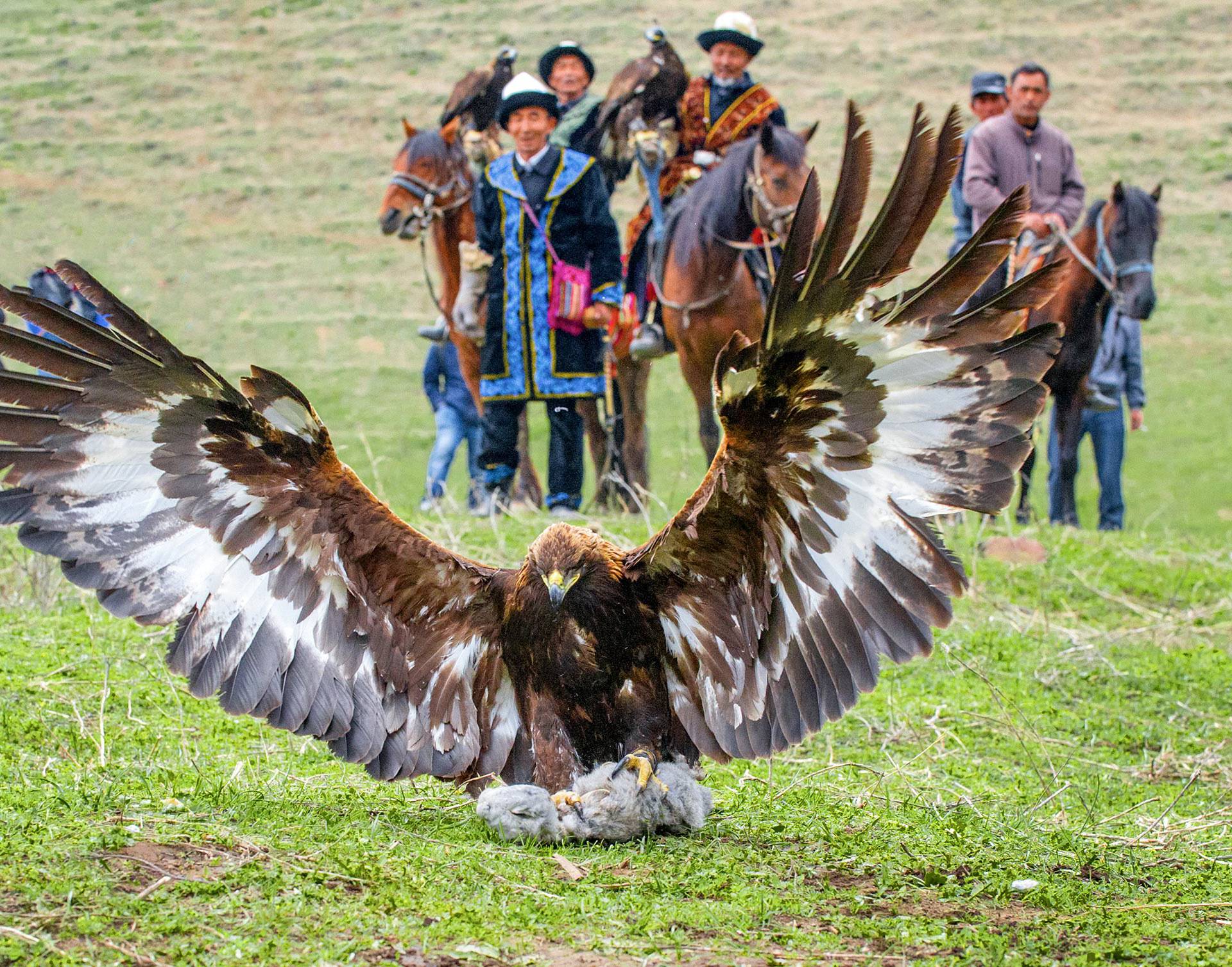 Kazakh herdsmen watch a hawk hunt a rabbit during a local festival in Yining county