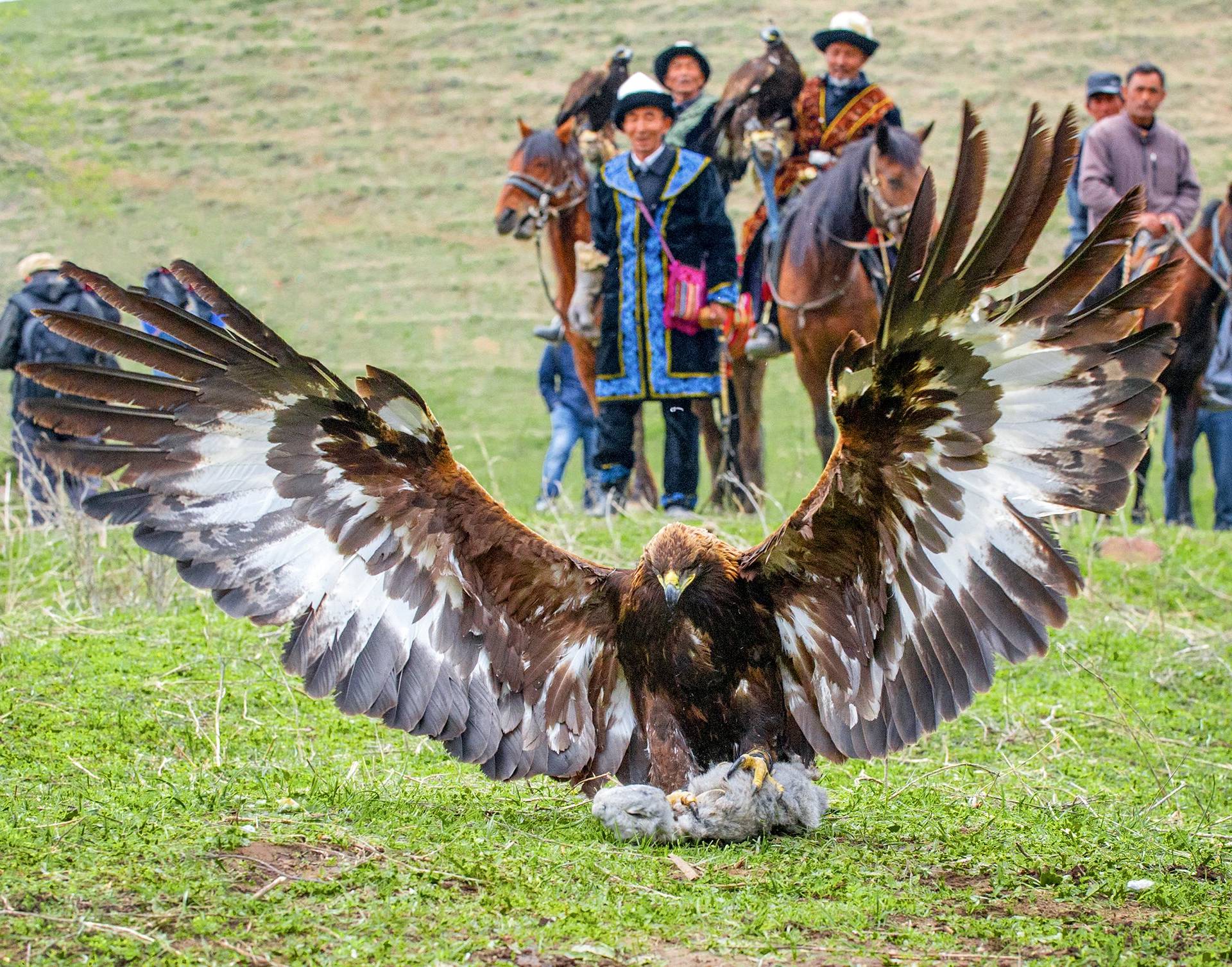 Kazakh herdsmen watch a hawk hunt a rabbit during a local festival in Yining county