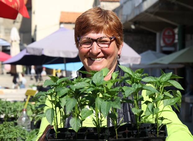 Šibenik: Bogata ponuda sadnica raznog povr?a