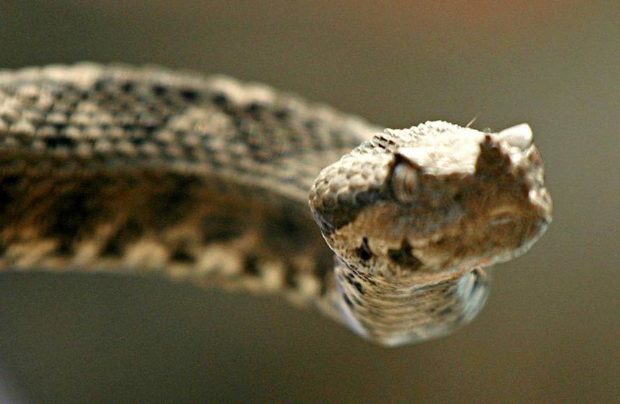 Zmije grizu, a seruma nema: U dvije godine poskupio 60 puta