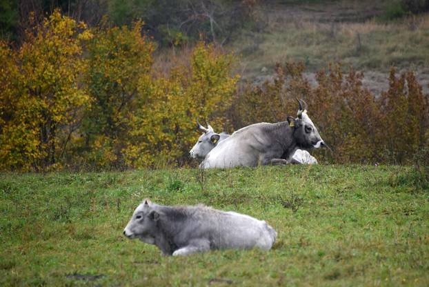 Vodice: Jesenja mističnost Ćićarije