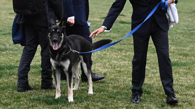 U.S. President Joe Biden's dog Major is seen on the South Lawn of the White House in Washington