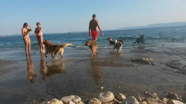 Traže volontere koji bi pse iz azila u Rijeci vodili na kupanje