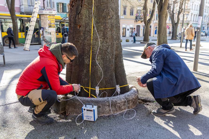 Pula: Snimanje zdravstvenog stanja svih stabala Ladonje na Giardinima