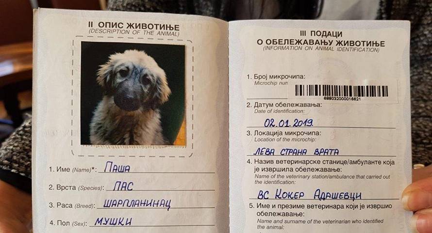 Srbi Putinu daruju štene: Ovo je Paša i imat će 60 kilograma