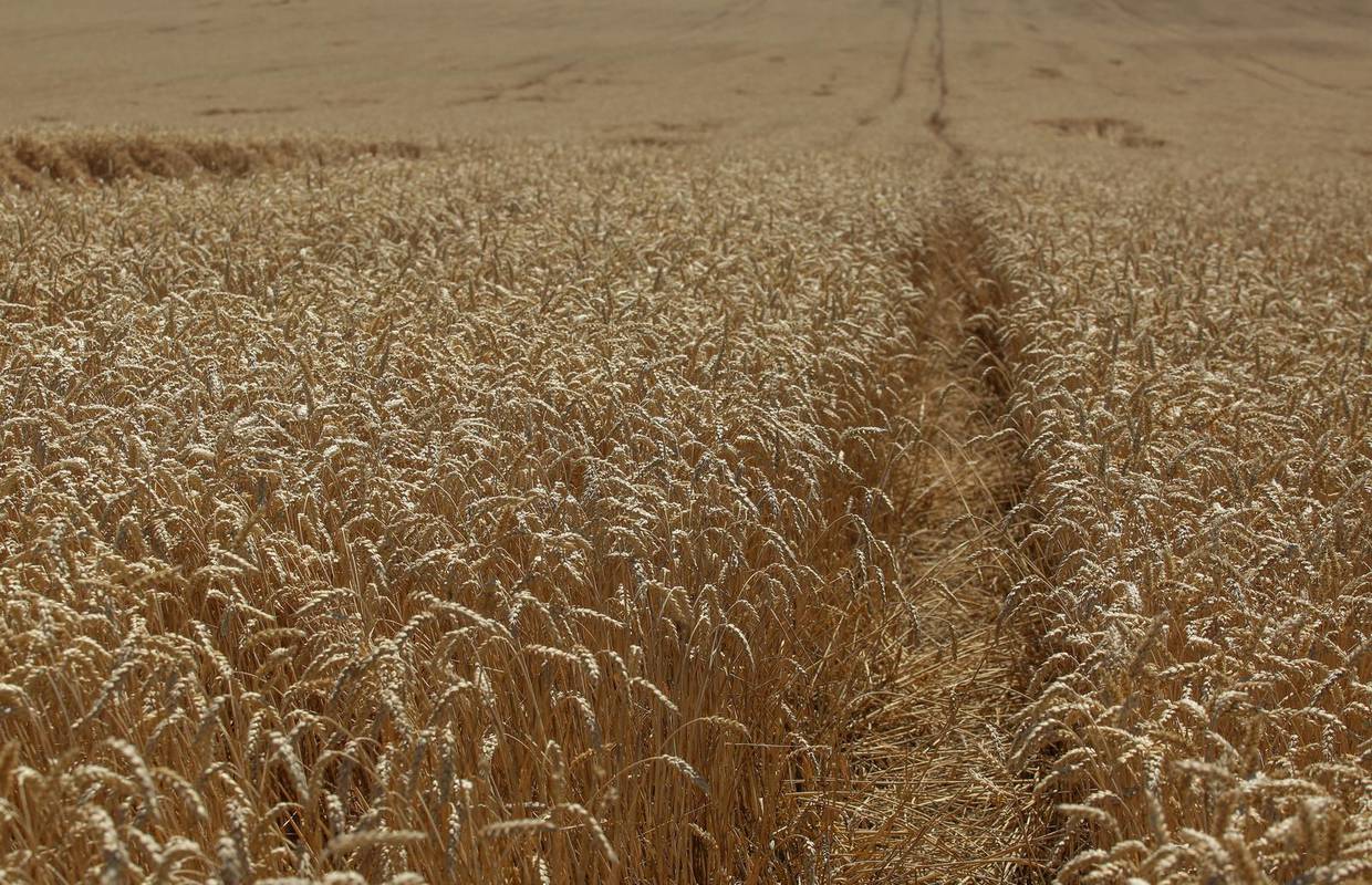 'Klimatske promijene smanjit će urod pšenice kroz iduće godine'