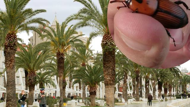 Opasni nametnik: Zbog pipe izumire dalmatinska palma