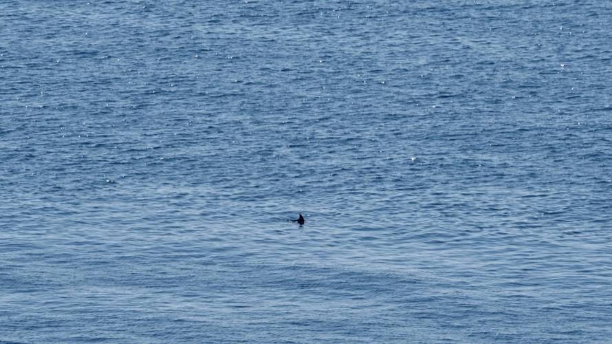 Snimila je peraju na Lastovu: 'Nema šanse da je to orka kit ubojica, njih nema kod nas...'