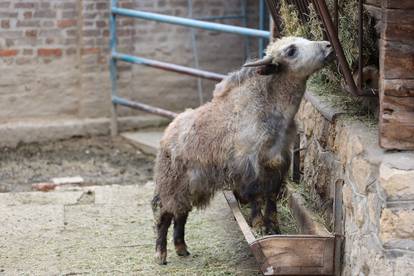 'Prošetajte' zoološkim vrtom u Beogradu i uživajte u pogledu