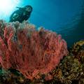Od 2009. do 2018. nestalo čak 14% koraljnih grebena u svijetu