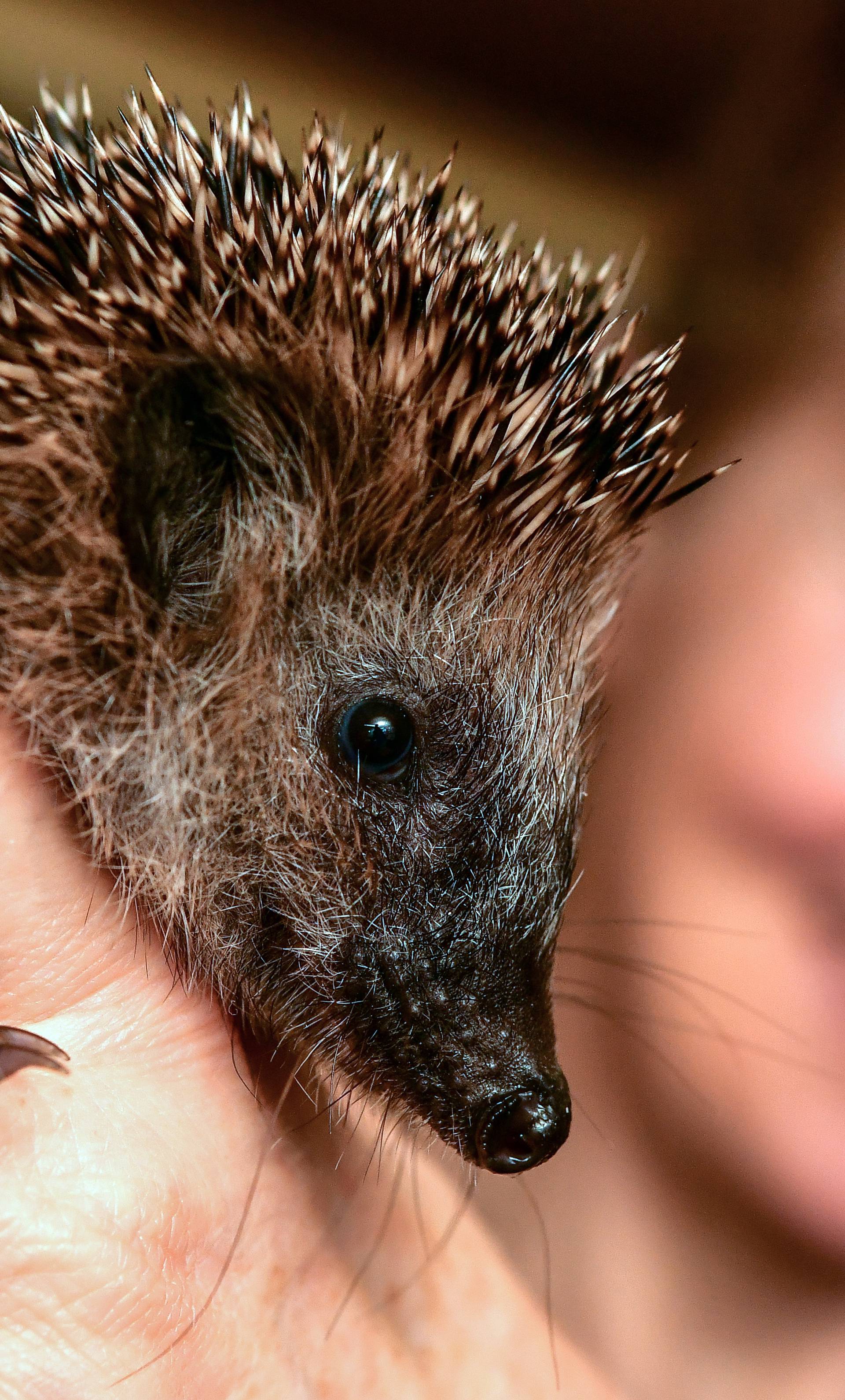 Hedgehog station helps with hibernation